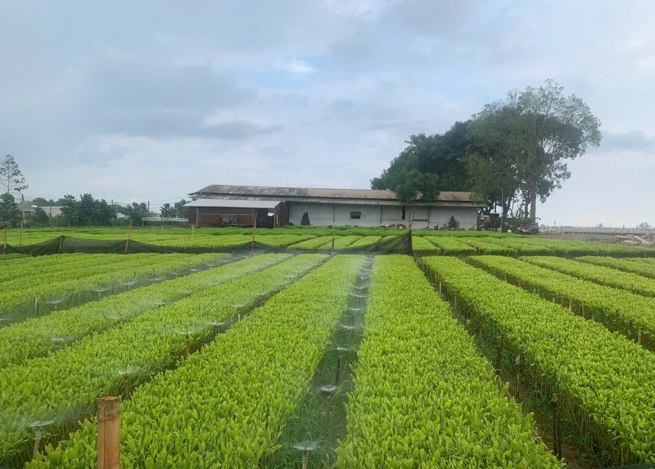 Ban Quản lý rừng phòng hộ Xuân Lộc tổ chức gieo ươm cây     giống phục vụ nhu cầu trồng rừng năm 2025